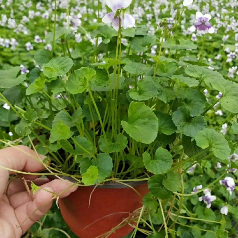 熊猫堇肾叶堇澳洲堇盆栽阳台花园耐寒耐冻植物净化空气多年生