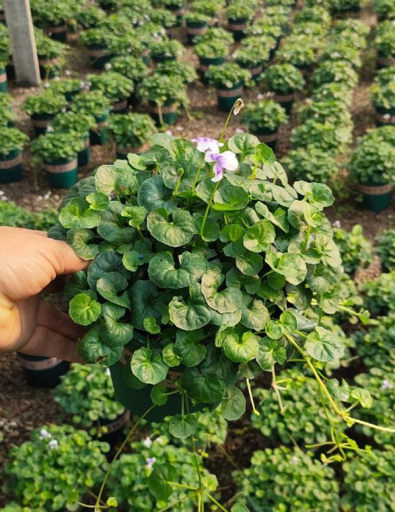 熊猫堇肾叶堇澳洲堇盆栽阳台花园耐寒耐冻植物净化空气多年生