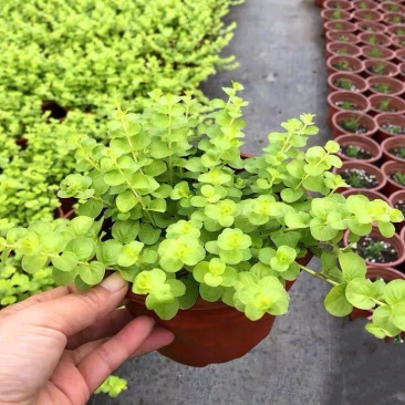 金叶过路黄盆栽匍匐四季常绿地被观叶垂吊植物黄金串吊兰耐寒