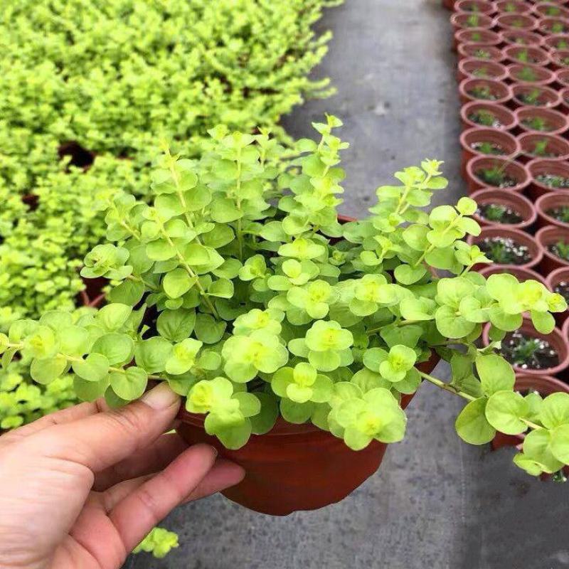 金叶过路黄盆栽匍匐四季常绿地被观叶垂吊植物黄金串吊兰耐寒
