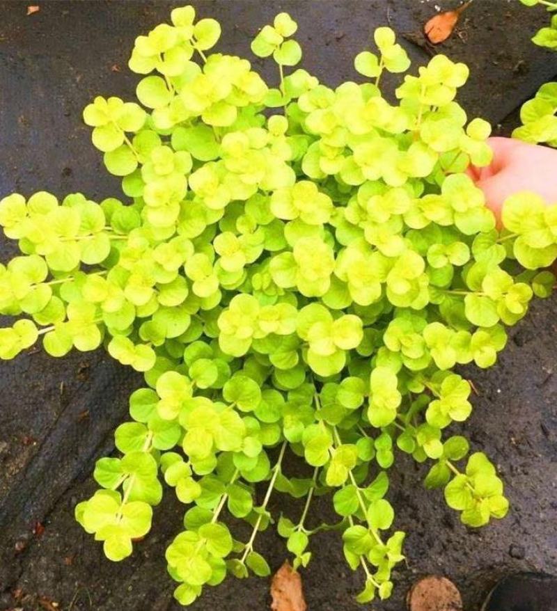 金叶过路黄盆栽匍匐四季常绿地被观叶垂吊植物黄金串吊兰耐寒