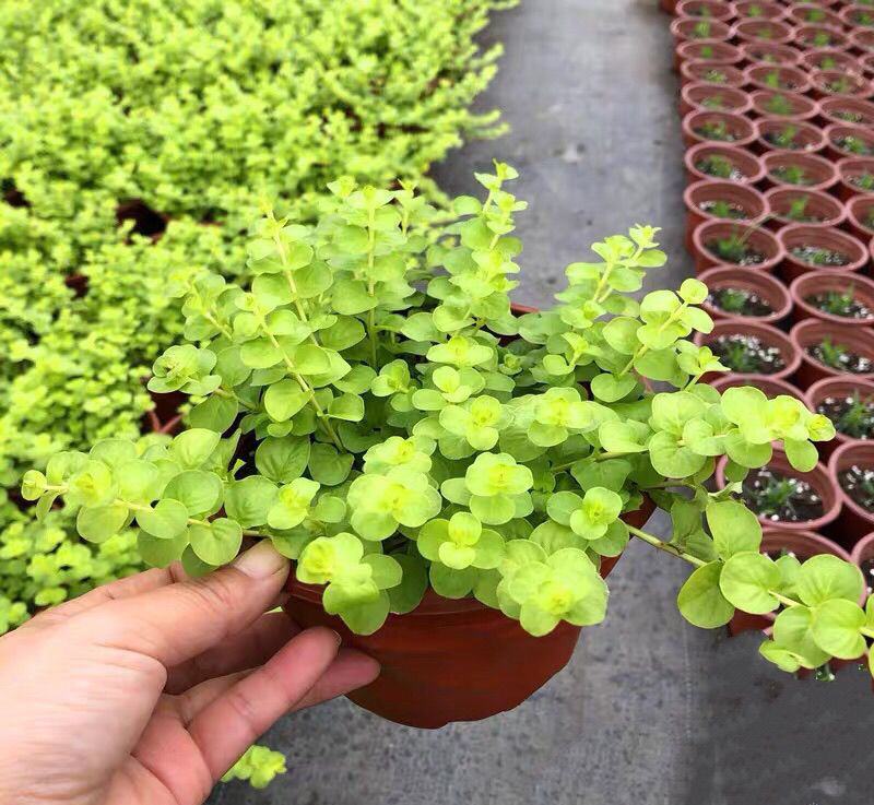 金叶过路黄盆栽匍匐四季常绿地被观叶垂吊植物黄金串吊兰耐寒