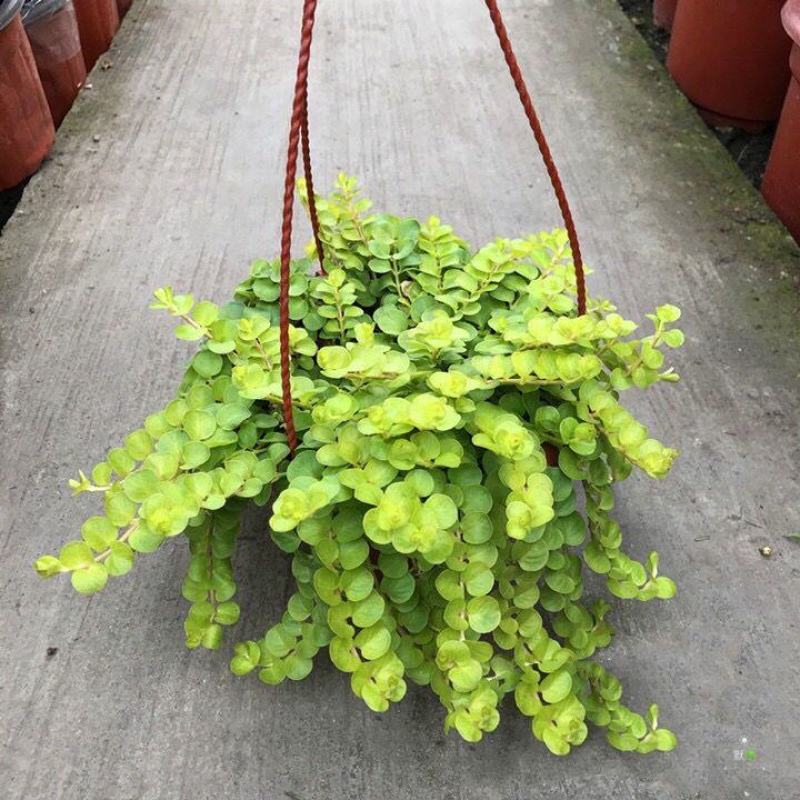 金叶过路黄盆栽匍匐四季常绿地被观叶垂吊植物黄金串吊兰耐寒