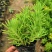黄金佛甲草盆栽绿植办公室庭院花园楼顶屋顶多年生耐寒耐热