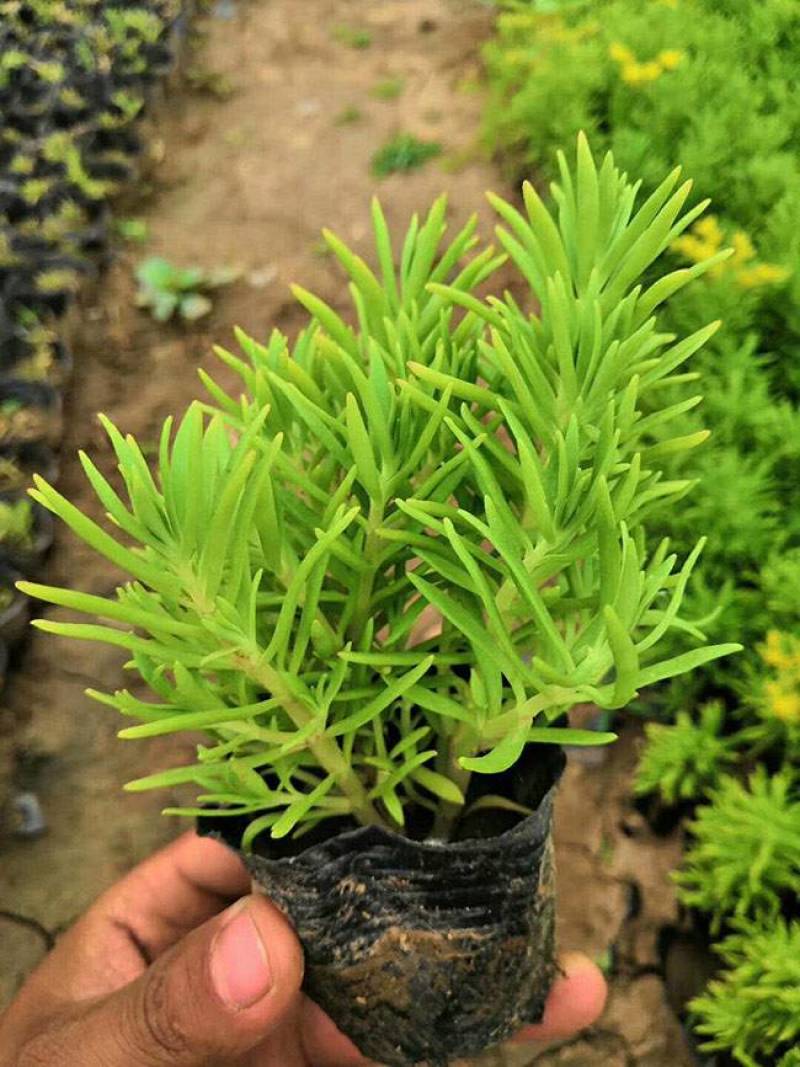 黄金佛甲草盆栽绿植办公室庭院花园楼顶屋顶多年生耐寒耐热