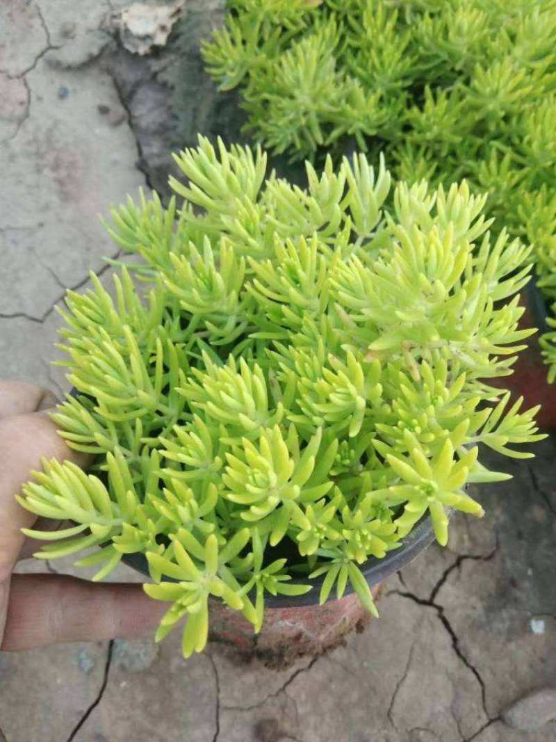 黄金佛甲草盆栽绿植办公室庭院花园楼顶屋顶多年生耐寒耐热