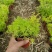 黄金佛甲草盆栽绿植办公室庭院花园楼顶屋顶多年生耐寒耐热