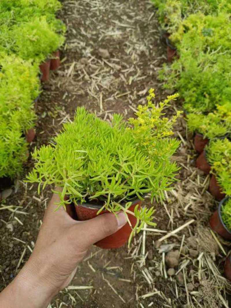 黄金佛甲草盆栽绿植办公室庭院花园楼顶屋顶多年生耐寒耐热