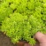 黄金佛甲草盆栽绿植办公室庭院花园楼顶屋顶多年生耐寒耐热