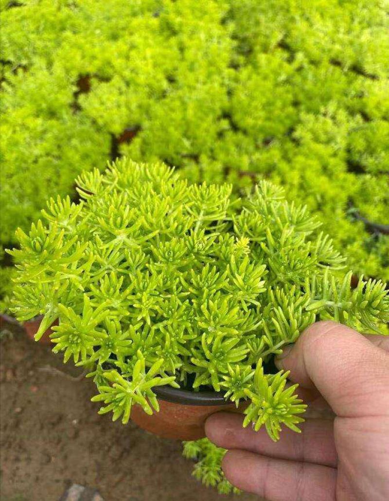 黄金佛甲草盆栽绿植办公室庭院花园楼顶屋顶多年生耐寒耐热
