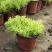 黄金佛甲草盆栽绿植办公室庭院花园楼顶屋顶多年生耐寒耐热