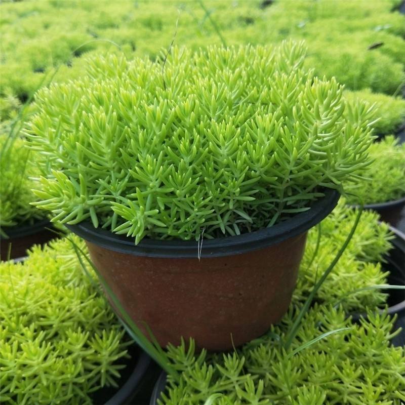 黄金佛甲草盆栽绿植办公室庭院花园楼顶屋顶多年生耐寒耐热