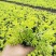 黄金佛甲草盆栽绿植办公室庭院花园楼顶屋顶多年生耐寒耐热