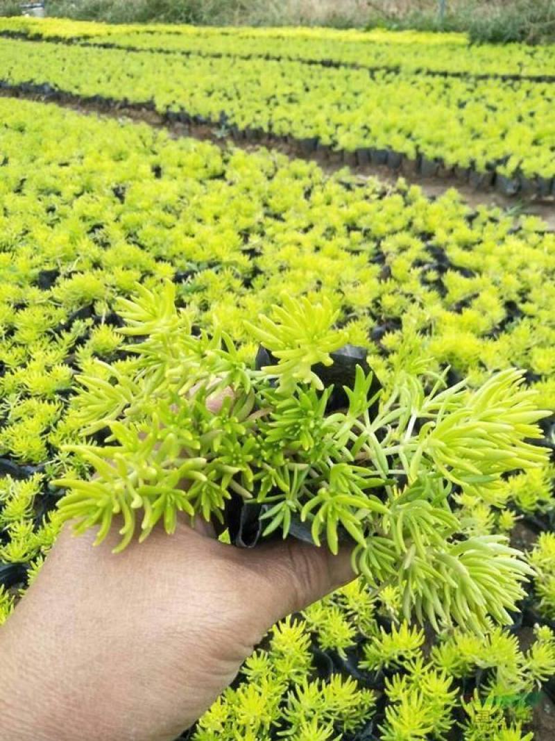黄金佛甲草盆栽绿植办公室庭院花园楼顶屋顶多年生耐寒耐热