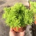 黄金佛甲草盆栽绿植办公室庭院花园楼顶屋顶多年生耐寒耐热