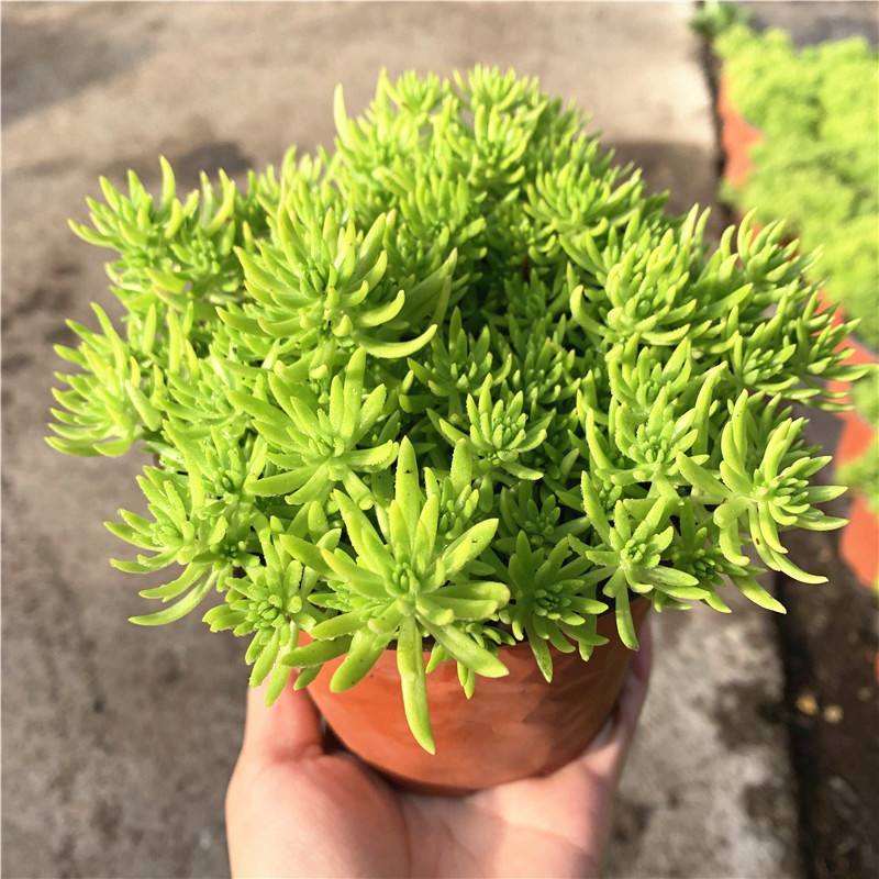 黄金佛甲草盆栽绿植办公室庭院花园楼顶屋顶多年生耐寒耐热