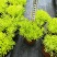 黄金佛甲草盆栽绿植办公室庭院花园楼顶屋顶多年生耐寒耐热