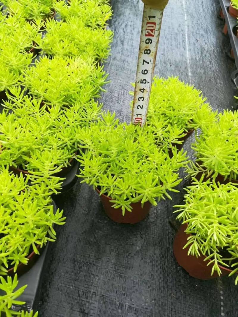 黄金佛甲草盆栽绿植办公室庭院花园楼顶屋顶多年生耐寒耐热