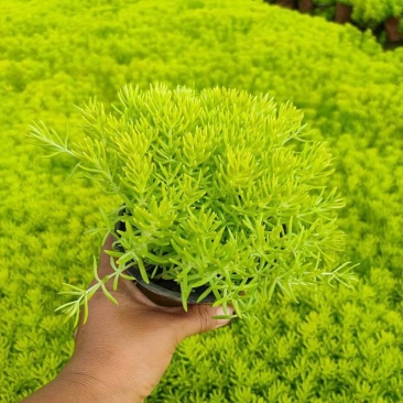 黄金佛甲草盆栽绿植办公室庭院花园楼顶屋顶多年生耐寒耐热
