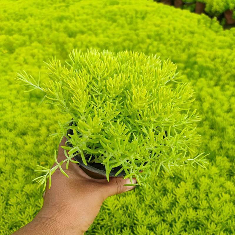 黄金佛甲草盆栽绿植办公室庭院花园楼顶屋顶多年生耐寒耐热
