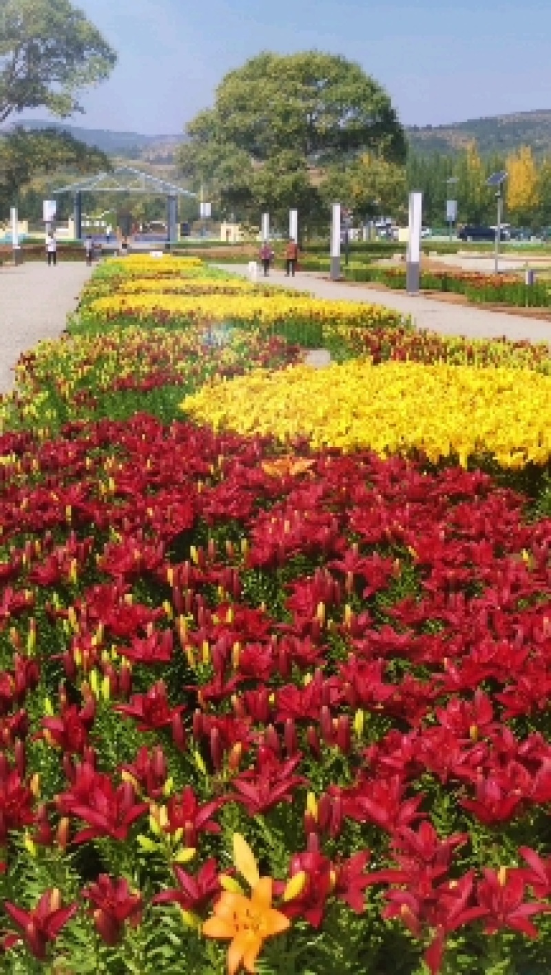 百合耐寒观赏百合种球球根景区花海多年生花卉大量供应