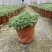 花境植物中华景天盆栽绿植室外花园观叶植物多年生易养