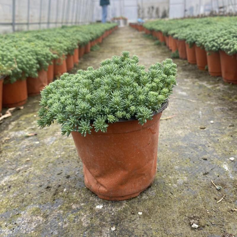 花境植物中华景天盆栽绿植室外花园观叶植物多年生易养