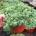 花境植物中华景天盆栽绿植室外花园观叶植物多年生易养