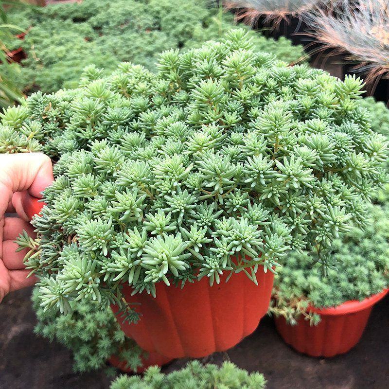 花境植物中华景天盆栽绿植室外花园观叶植物多年生易养