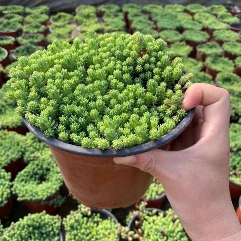 花境植物中华景天盆栽绿植室外花园观叶植物多年生易养