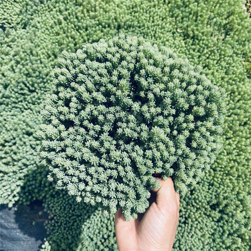 花境植物中华景天盆栽绿植室外花园观叶植物多年生易养