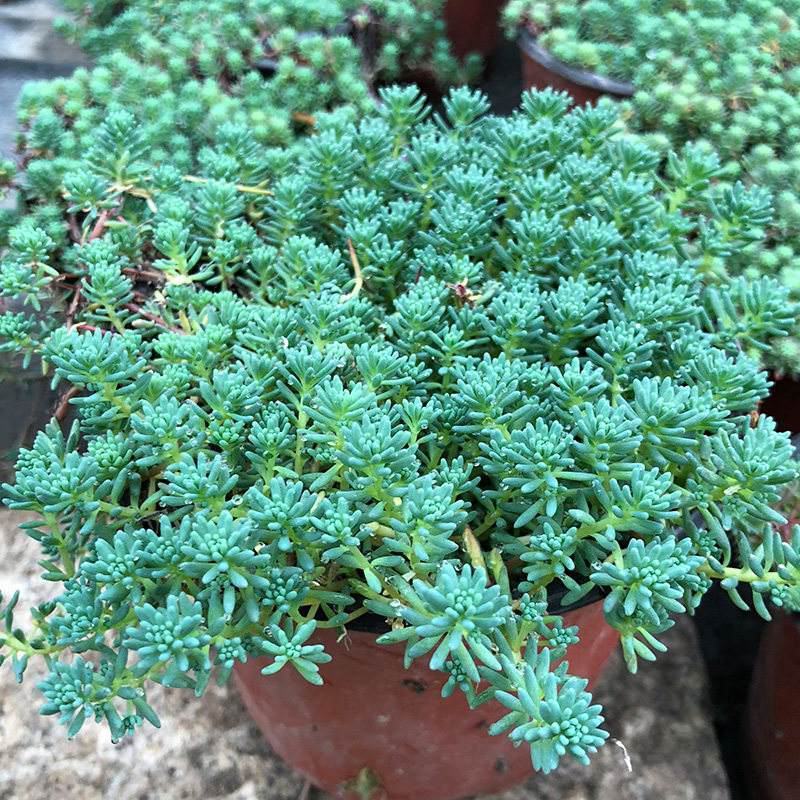 花境植物中华景天盆栽绿植室外花园观叶植物多年生易养