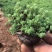 花境植物中华景天盆栽绿植室外花园观叶植物多年生易养