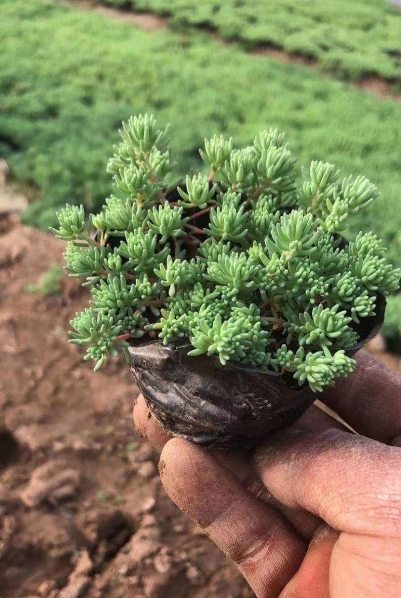 花境植物中华景天盆栽绿植室外花园观叶植物多年生易养
