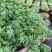 花境植物中华景天盆栽绿植室外花园观叶植物多年生易养