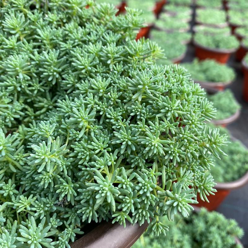 花境植物中华景天盆栽绿植室外花园观叶植物多年生易养