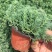 花境植物中华景天盆栽绿植室外花园观叶植物多年生易养