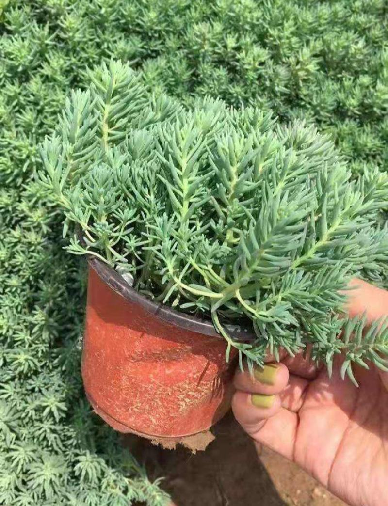 花境植物中华景天盆栽绿植室外花园观叶植物多年生易养