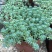 花境植物中华景天盆栽绿植室外花园观叶植物多年生易养