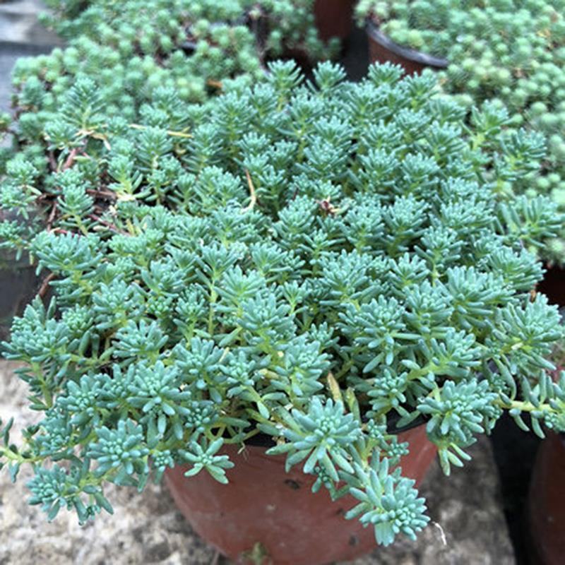 花境植物中华景天盆栽绿植室外花园观叶植物多年生易养