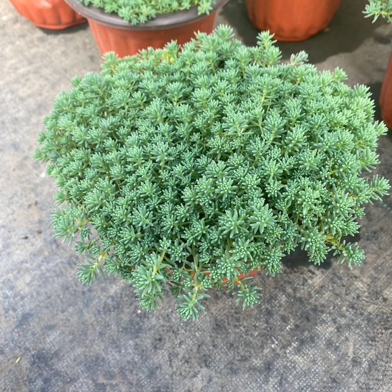 花境植物中华景天盆栽绿植室外花园观叶植物多年生易养