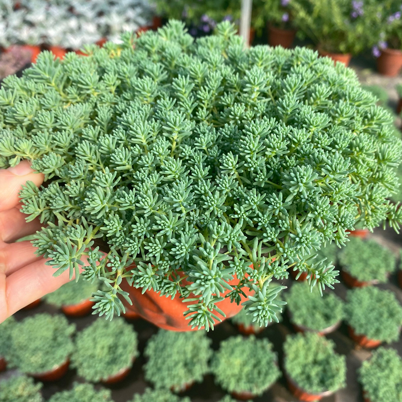 花境植物中华景天盆栽绿植室外花园观叶植物多年生易养