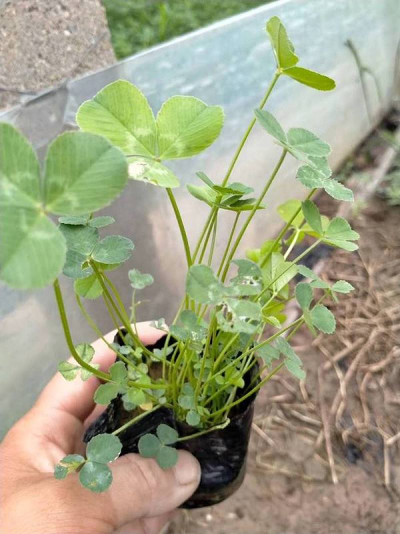 酢浆草盆栽幸运草庭院阳台多年生球根花卉花园地被植物耐寒花