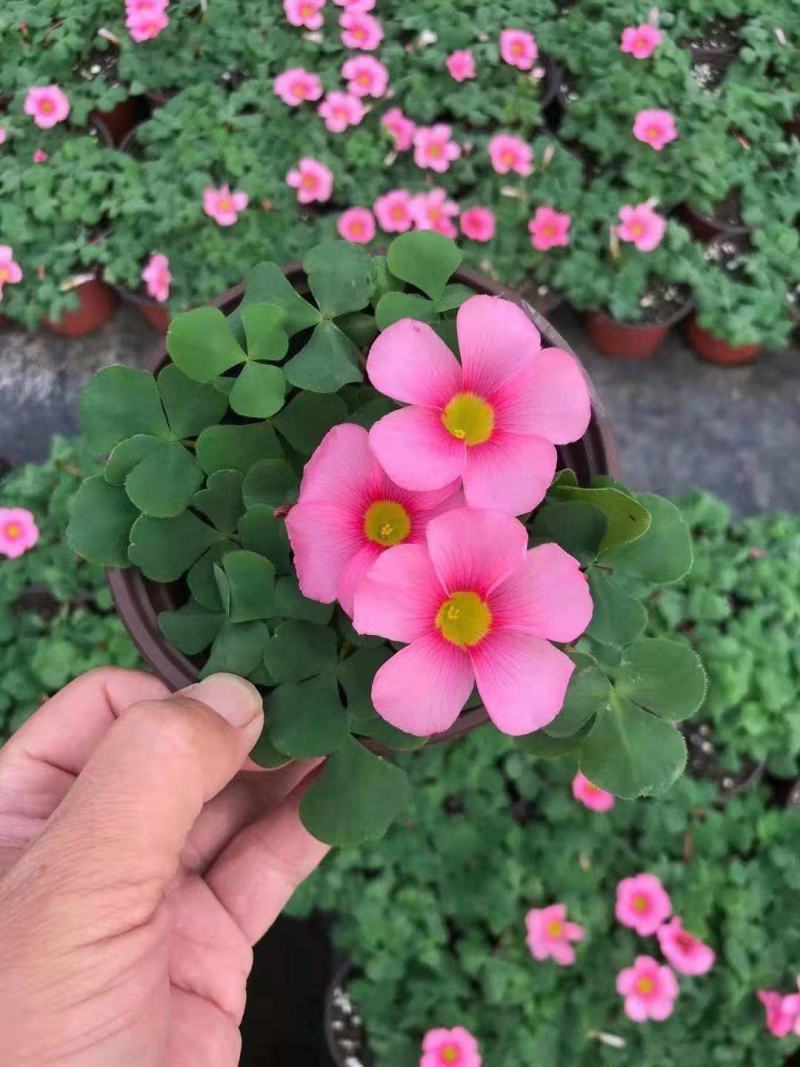 酢浆草盆栽幸运草庭院阳台多年生球根花卉花园地被植物耐寒花