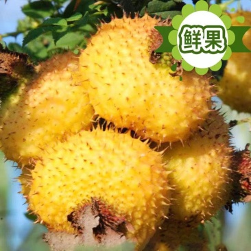 刺梨