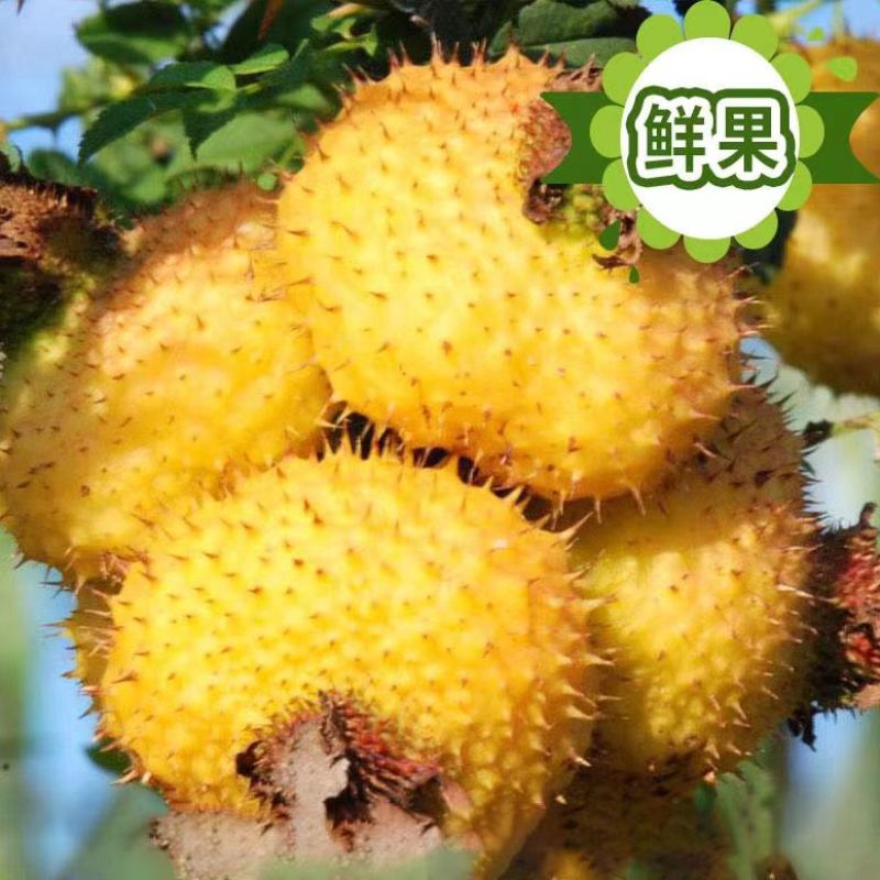 刺梨