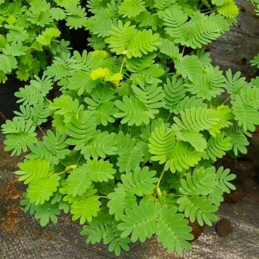 含羞草盆栽室内阳台植物四季易养活趣味绿植害羞草盆栽