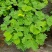 含羞草盆栽室内阳台植物四季易养活趣味绿植害羞草盆栽