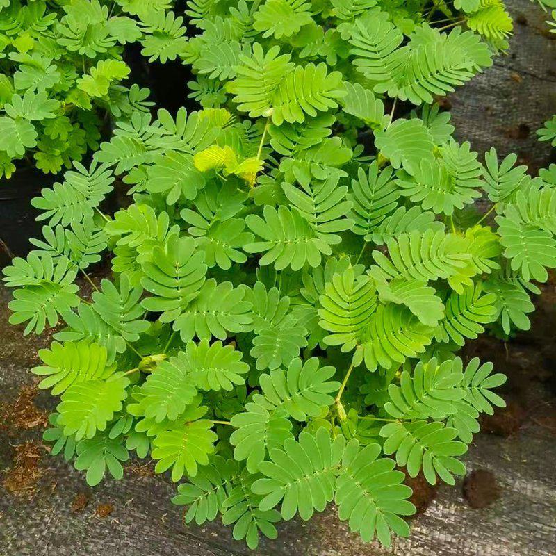 含羞草盆栽室内阳台植物四季易养活趣味绿植害羞草盆栽