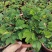 含羞草盆栽室内阳台植物四季易养活趣味绿植害羞草盆栽